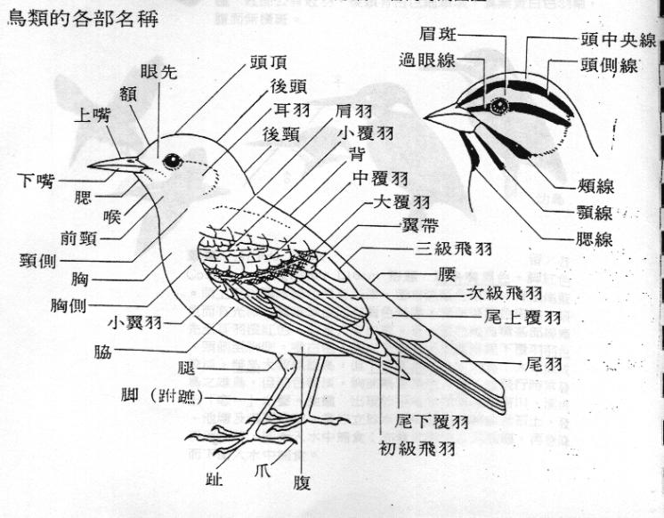 bird000.jpg (77371 Ӧ줸)