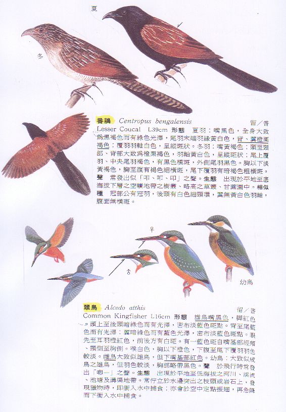 bird01.JPG (99659 Ӧ줸)